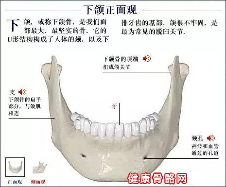 下颌正面图