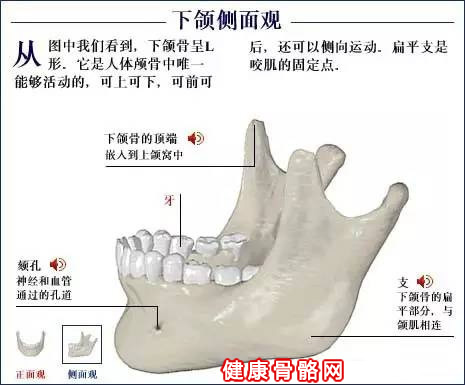 下颌侧面图
