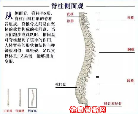 人体骨骼脊柱侧面图