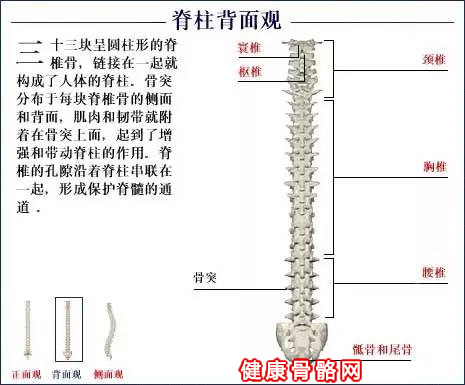 人体骨骼脊柱背面图