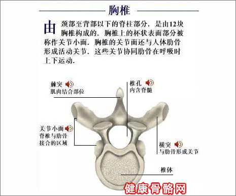 胸椎图