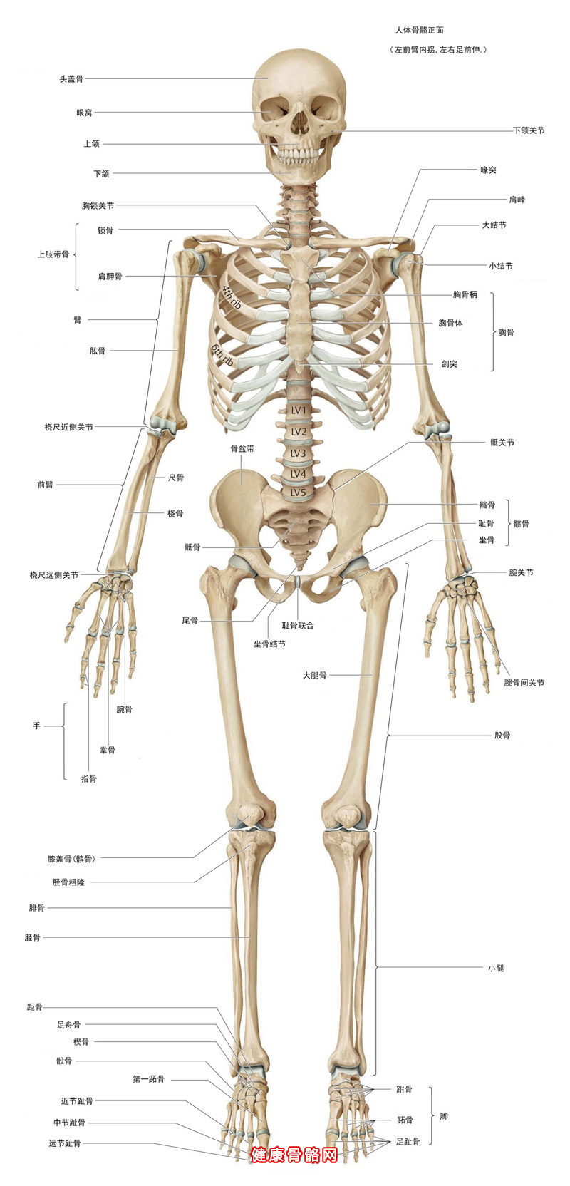 人体正面结构图位置图片