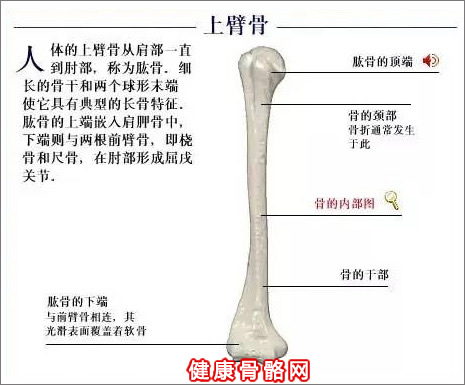 人体上臂骨的基本构成介绍